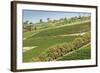 Graphic Lines of Green Sloped Vineyards and Autumn Trees in Cape Peninsula, Cape Town, South Africa-Kimberly Walker-Framed Photographic Print