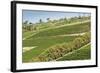 Graphic Lines of Green Sloped Vineyards and Autumn Trees in Cape Peninsula, Cape Town, South Africa-Kimberly Walker-Framed Photographic Print