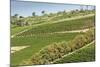 Graphic Lines of Green Sloped Vineyards and Autumn Trees in Cape Peninsula, Cape Town, South Africa-Kimberly Walker-Mounted Photographic Print