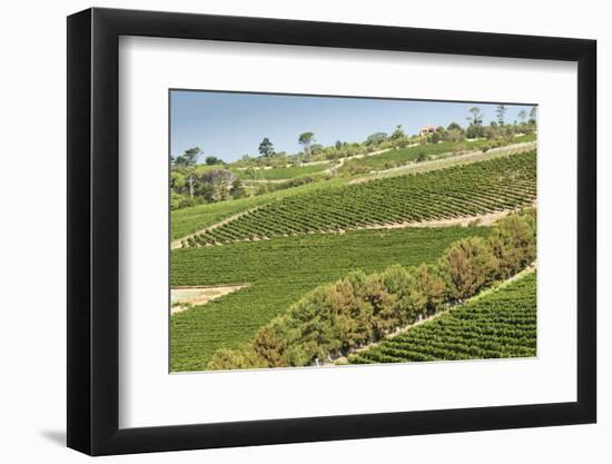 Graphic Lines of Green Sloped Vineyards and Autumn Trees in Cape Peninsula, Cape Town, South Africa-Kimberly Walker-Framed Premium Photographic Print