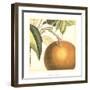 Graphic Orange-Vision Studio-Framed Art Print