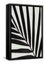 Graphic palm leaf_1-1x Studio III-Framed Stretched Canvas