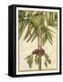 Graphic Palms II-Jennifer Goldberger-Framed Stretched Canvas