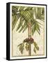 Graphic Palms II-Jennifer Goldberger-Framed Stretched Canvas