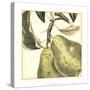Graphic Pear-Vision Studio-Stretched Canvas