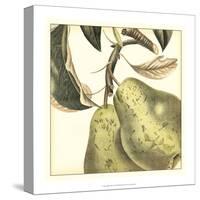 Graphic Pear-Vision Studio-Stretched Canvas