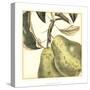 Graphic Pear-Vision Studio-Stretched Canvas