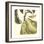 Graphic Pear-Vision Studio-Framed Art Print