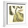 Graphic Pear-Vision Studio-Framed Art Print