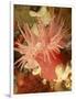 Graphic Sea Anemone I-Vision Studio-Framed Premium Giclee Print