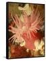 Graphic Sea Anemone I-Vision Studio-Framed Stretched Canvas