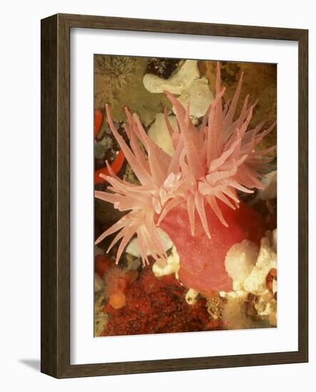 Graphic Sea Anemone I-Vision Studio-Framed Art Print