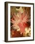 Graphic Sea Anemone I-Vision Studio-Framed Art Print