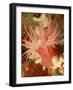 Graphic Sea Anemone I-Vision Studio-Framed Art Print