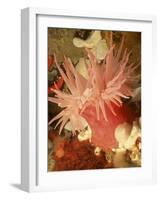 Graphic Sea Anemone I-Vision Studio-Framed Art Print