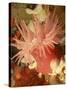 Graphic Sea Anemone I-Vision Studio-Stretched Canvas