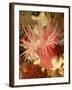 Graphic Sea Anemone I-Vision Studio-Framed Art Print