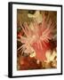 Graphic Sea Anemone I-Vision Studio-Framed Art Print