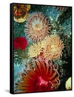 Graphic Sea Anemone III-Vision Studio-Framed Stretched Canvas