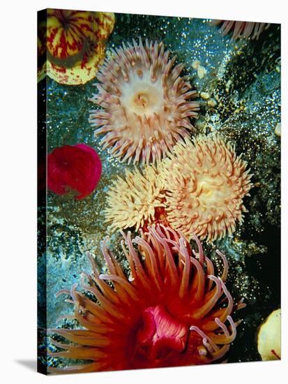 Graphic Sea Anemone III-Vision Studio-Stretched Canvas