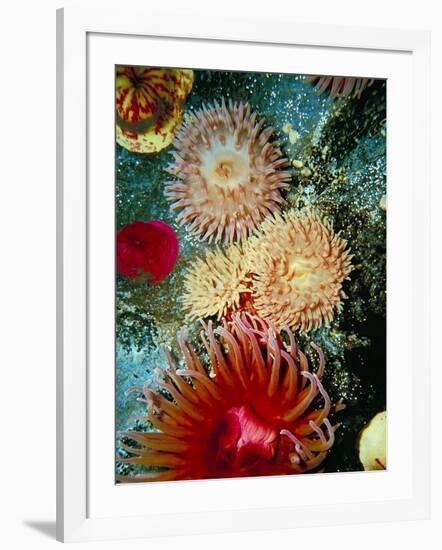 Graphic Sea Anemone III-Vision Studio-Framed Art Print