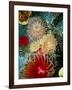 Graphic Sea Anemone III-Vision Studio-Framed Art Print