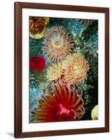 Graphic Sea Anemone III-Vision Studio-Framed Art Print