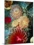 Graphic Sea Anemone III-Vision Studio-Mounted Art Print