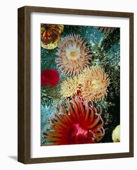 Graphic Sea Anemone III-Vision Studio-Framed Art Print