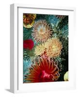 Graphic Sea Anemone III-Vision Studio-Framed Art Print