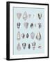 Graphic Seashells I-Joni Whyte-Framed Giclee Print