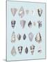 Graphic Seashells I-Joni Whyte-Mounted Giclee Print