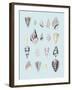 Graphic Seashells II-Joni Whyte-Framed Giclee Print
