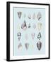 Graphic Seashells II-Joni Whyte-Framed Giclee Print