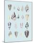 Graphic Seashells II-Joni Whyte-Mounted Giclee Print