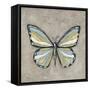 Graphic Spring Butterfly II-Jade Reynolds-Framed Stretched Canvas