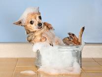 A Chihuahua Taking A Bath-graphicphoto-Photographic Print