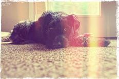 A Cute Schnauzer-graphicphoto-Photographic Print