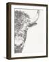 Graphite Bison Portrait II-Ethan Harper-Framed Art Print