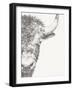 Graphite Bison Portrait II-Ethan Harper-Framed Art Print