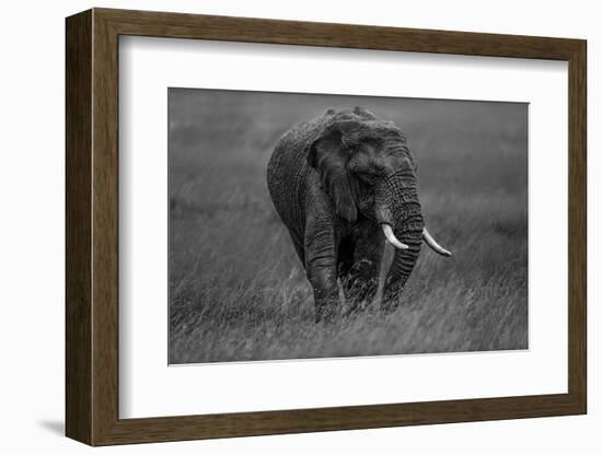 Graphite-Massimo Mei-Framed Photographic Print