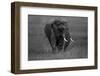 Graphite-Massimo Mei-Framed Photographic Print