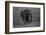 Graphite-Massimo Mei-Framed Photographic Print