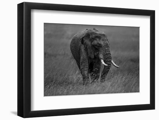 Graphite-Massimo Mei-Framed Photographic Print