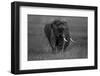 Graphite-Massimo Mei-Framed Photographic Print