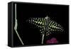 Graphium Agamemnon (Tailed Jay Butterfly, Green-Spotted Triangle)-Paul Starosta-Framed Stretched Canvas