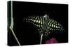 Graphium Agamemnon (Tailed Jay Butterfly, Green-Spotted Triangle)-Paul Starosta-Stretched Canvas