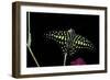 Graphium Agamemnon (Tailed Jay Butterfly, Green-Spotted Triangle)-Paul Starosta-Framed Photographic Print