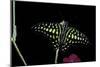 Graphium Agamemnon (Tailed Jay Butterfly, Green-Spotted Triangle)-Paul Starosta-Mounted Photographic Print