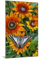 Graphium antheus swallowtail butterfly on white Phlox-Darrell Gulin-Mounted Photographic Print